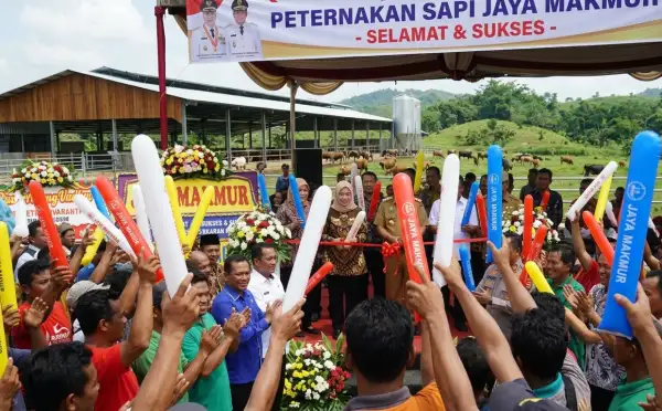 balon tepuk karanganyar digunakan saat peresmian peternakan sapi